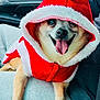 accessory, car_interior, close_up, cozy, cute, dog, festive, front_seat, fur, holiday, hood, paws, pet, portrait, red_clothing, santa_costume, seat, smiling, tongue_out, white_fur_trim