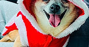 Chico is registered to the contest to win money with this photo: accessory, car_interior, close_up, cozy, cute, dog, festive, front_seat, fur, holiday, hood, paws, pet, portrait, red_clothing, santa_costume, seat, smiling, tongue_out, white_fur_trim