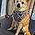 Chico