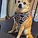 Chico