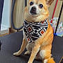 animal, bandana, black_nose, collar, cute, dog, domestic_animal, ears, eyes, face, fur, grooming_table, indoor, orange_coat, patterned_bandana, pet, pet_care, sitting, small_dog, tail