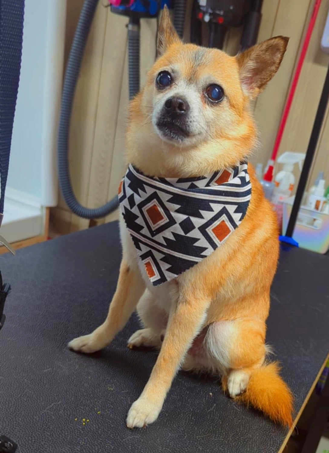 Chico
