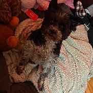 Ryder is registered to the contest to win money with this photo: animal, black, blanket, brown, cozy, curious, cute, dog, floor, fur, fur_texture, home, indoor, lying_down, pet, plush_toy, relaxed, small_dog, soft_texture, white