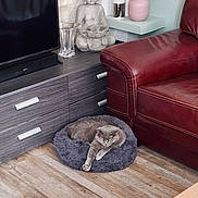 Lola participe au concours pour gagner de l'argent avec cette photo : buddha_statue, cat, cozy, decor, entertainment_unit, flower_vase, furniture, gray_cat, home, houseplant, indoor, leather_couch, living_room, modern, ornament, pet_bed, pink_vase, relaxing_cat, stretching_paw, wooden_floor