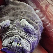 Lola a rejoint le concours — aidez-le/la à gagner de superbes lots ! cat, tabby, gray_cat, pet, feline, lying_down, relaxed, couch, leather, indoor, yellow_eyes, fluffy, cute, close_up, cozy, whiskers, paw, fur, looking_up, domestic_animal