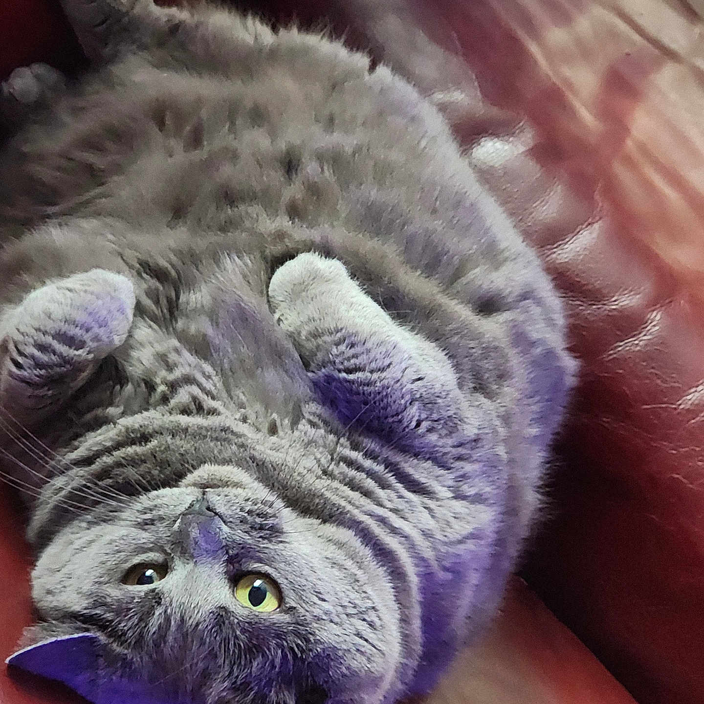 Lola a rejoint le concours — aidez-le/la à gagner de superbes lots ! cat, close_up, couch, cozy, cute, domestic_animal, feline, fluffy, fur, gray_cat, indoor, leather, looking_up, lying_down, paw, pet, relaxed, tabby, whiskers, yellow_eyes