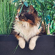 Maya participe au concours pour gagner de l'argent avec cette photo : cat, fluffy, greenery, plants, outdoor, curious, feline, fur, nature, pet, animal, whiskers, paws, leaf, closeup, portrait, adorable, tabby, garden, sunlight