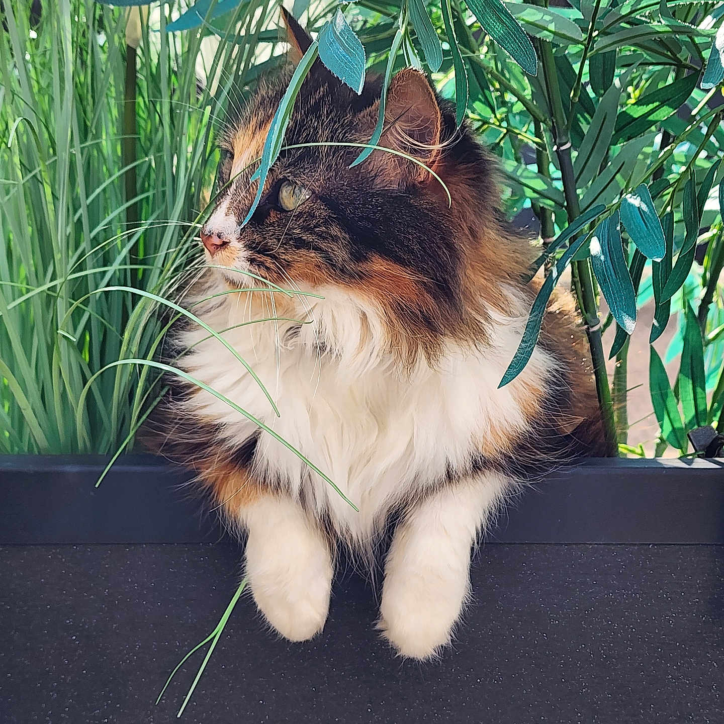 Maya
