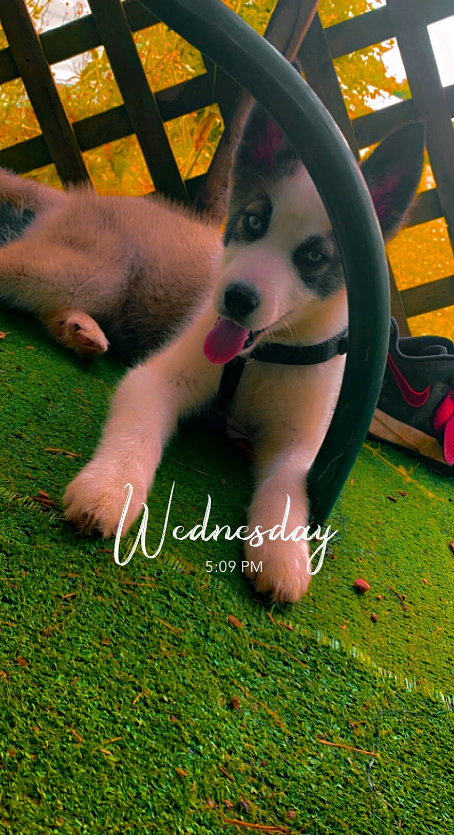 Smokie joined the competition — help win amazing prizes! automotive_tire, carnivore, companion_dog, dog, dog_breed, fawn, foot, fun, grass, happy, human_leg, lawn, leg, paw, people_in_nature, photo_caption, sitting, snout, thigh, tire