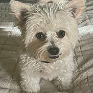 Josie joined the competition — help win amazing prizes! dog, white_dog, small_dog, pet, animal, cute, fluffy, fur, indoor, bed, blanket, cozy, looking_up, ears, paw, companion, domestic_animal, friendly, portrait, cute_pet