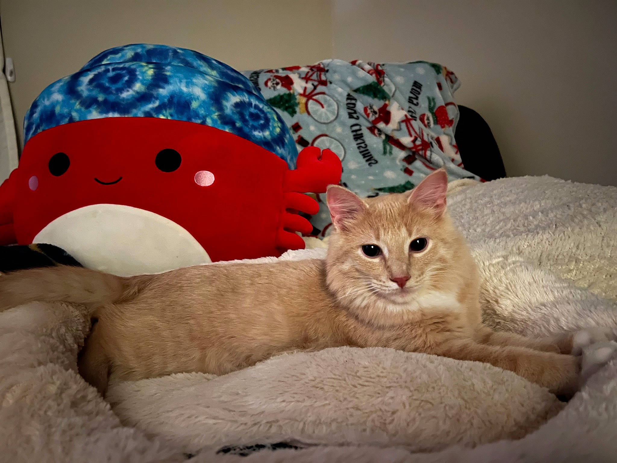 Oatmeal is registered to the contest to win money with this photo: bed, bedding, carnivore, cat, cat_bed, cat_supply, comfort, domestic_short_haired_cat, fawn, felidae, fur, linens, paw, pet_supply, pillow, small_to_medium_sized_cats, snout, tail, throw_pillow, whiskers