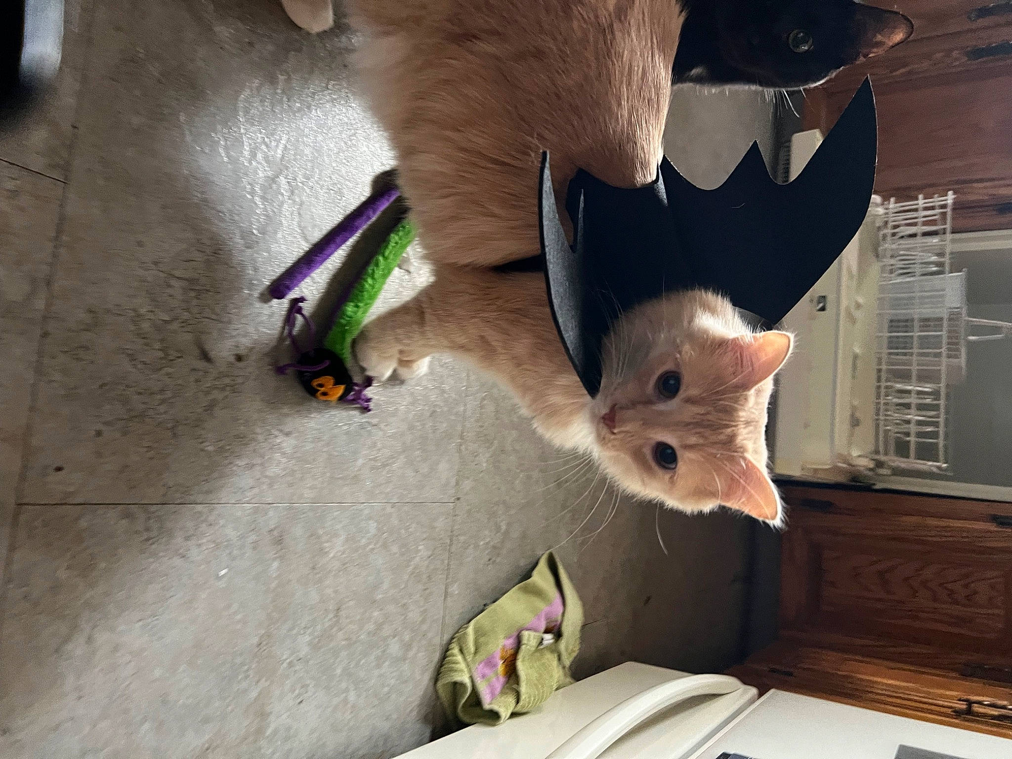 Oatmeal is registered to the contest to win money with this photo: art, carmine, carnivore, cat, cat_toy, domestic_short_haired_cat, fawn, felidae, flooring, fur, paper, paper_product, paw, room, small_to_medium_sized_cats, snout, stuffed_toy, tail, toy, whiskers