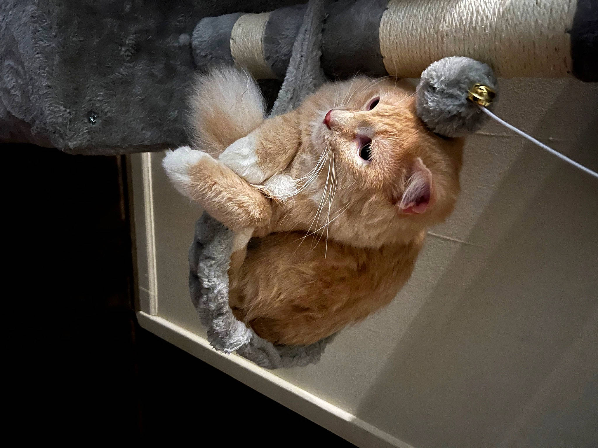 Oatmeal is registered to the contest to win money with this photo: art, cat, claw, comfort, domestic_short_haired_cat, fawn, felidae, foot, fur, gesture, paw, small_to_medium_sized_cats, snout, sporting_group, tail, terrestrial_animal, whiskers, window, wood, wrinkle