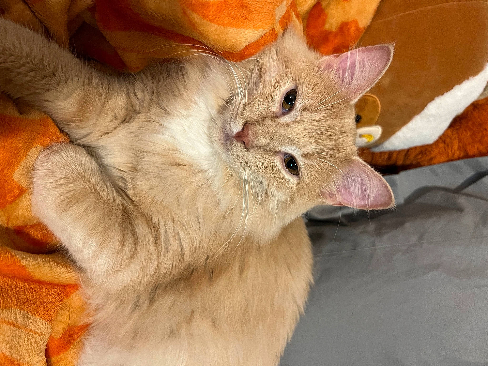 Oatmeal joined the competition — help win amazing prizes! carnivore, cat, claw, comfort, domestic_short_haired_cat, ear, fawn, felidae, fur, gesture, paw, small_to_medium_sized_cats, snout, tail, terrestrial_animal, whiskers