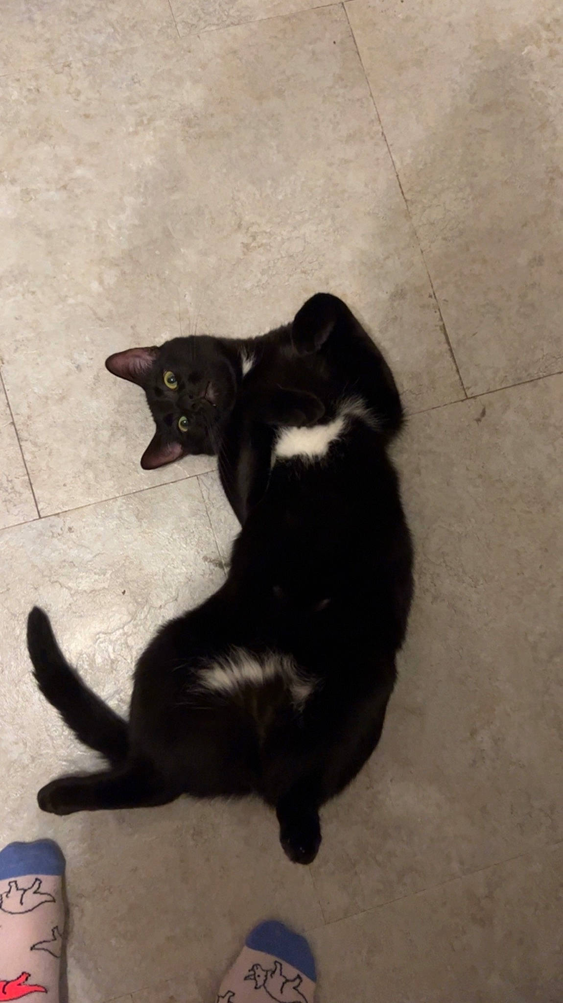 Dusty joined the competition — help win amazing prizes! black_cat, bombay, canidae, carnivore, cat, claw, dog_breed, domestic_short_haired_cat, felidae, flooring, fur, paw, shadow, small_to_medium_sized_cats, sporting_group, tail, terrestrial_animal, tints_and_shades, whiskers