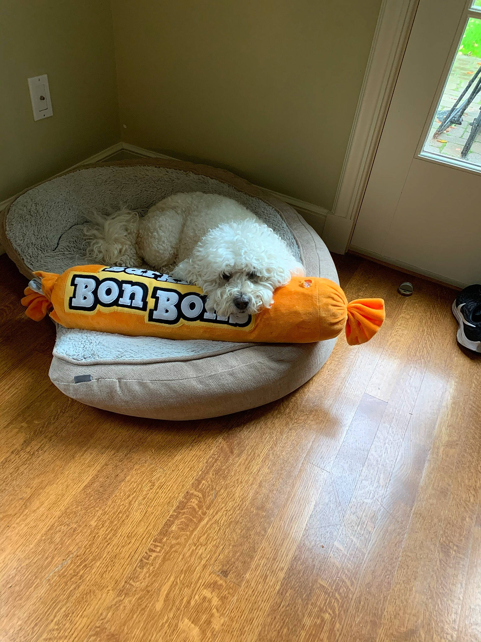 Reggie joined the competition — help win amazing prizes! ball, carnivore, comfort, companion_dog, couch, dog_bed, felidae, floor, flooring, hardwood, interior_design, laminate_flooring, living_room, outdoor_shoe, pet_supply, small_to_medium_sized_cats, sports_equipment, window, wood, wood_flooring