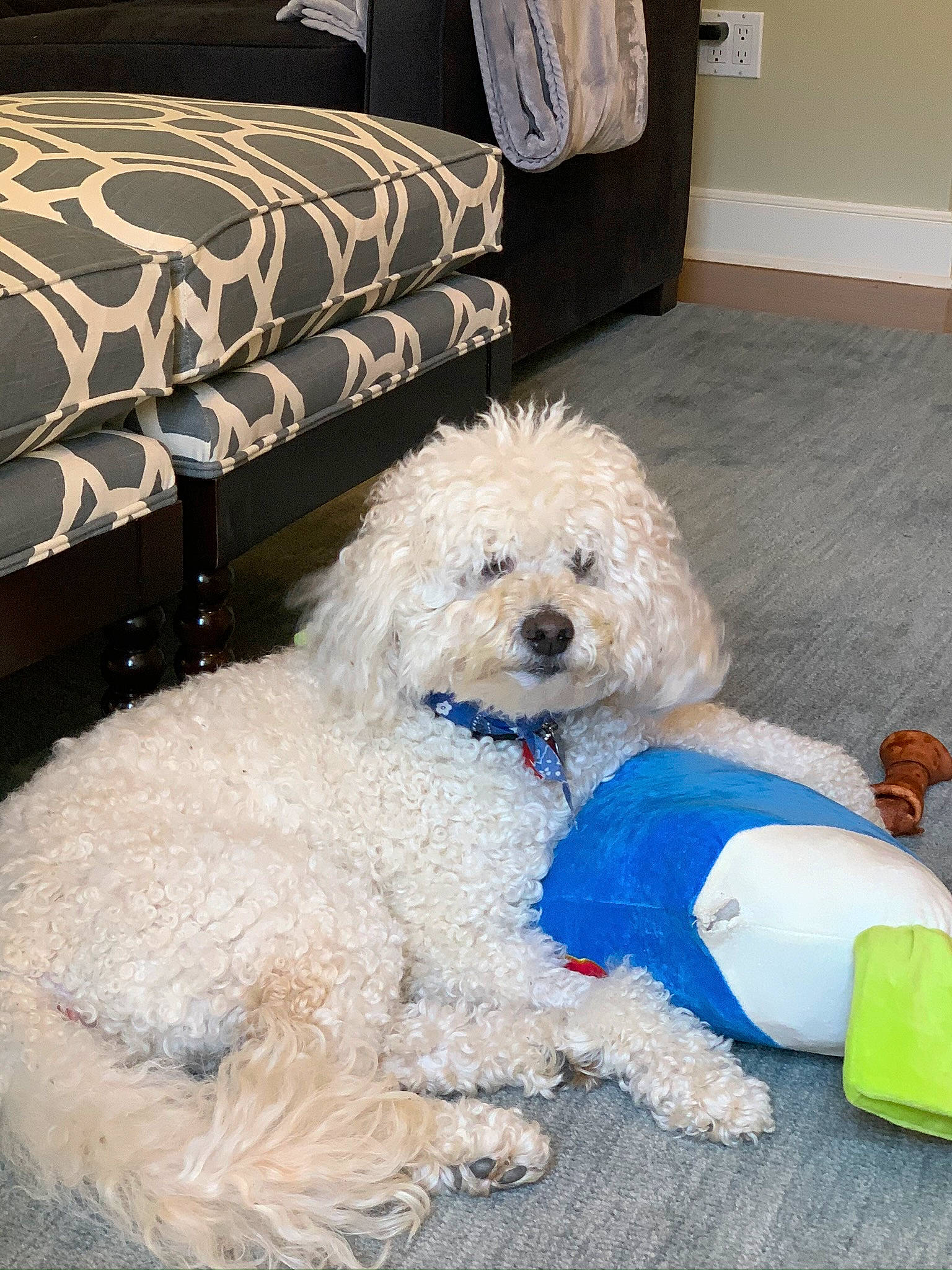 Reggie is registered to the contest to win money with this photo: canidae, carnivore, companion_dog, couch, dog, dog_breed, dog_collar, dog_supply, fur, labradoodle, pillow, poodle, shih_poo, small_terrier, sporting_group, terrier, toy_dog, water_dog, working_animal, yorkipoo