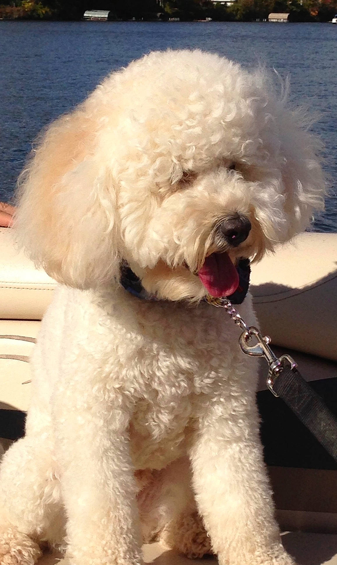 Reggie is registered to the contest to win money with this photo: bichon, canidae, carnivore, collar, companion_dog, dog, dog_breed, dog_collar, fur, labradoodle, maltepoo, poodle, poodle_crossbreed, small_terrier, snout, sporting_group, terrier, toy_dog, water_dog, working_animal