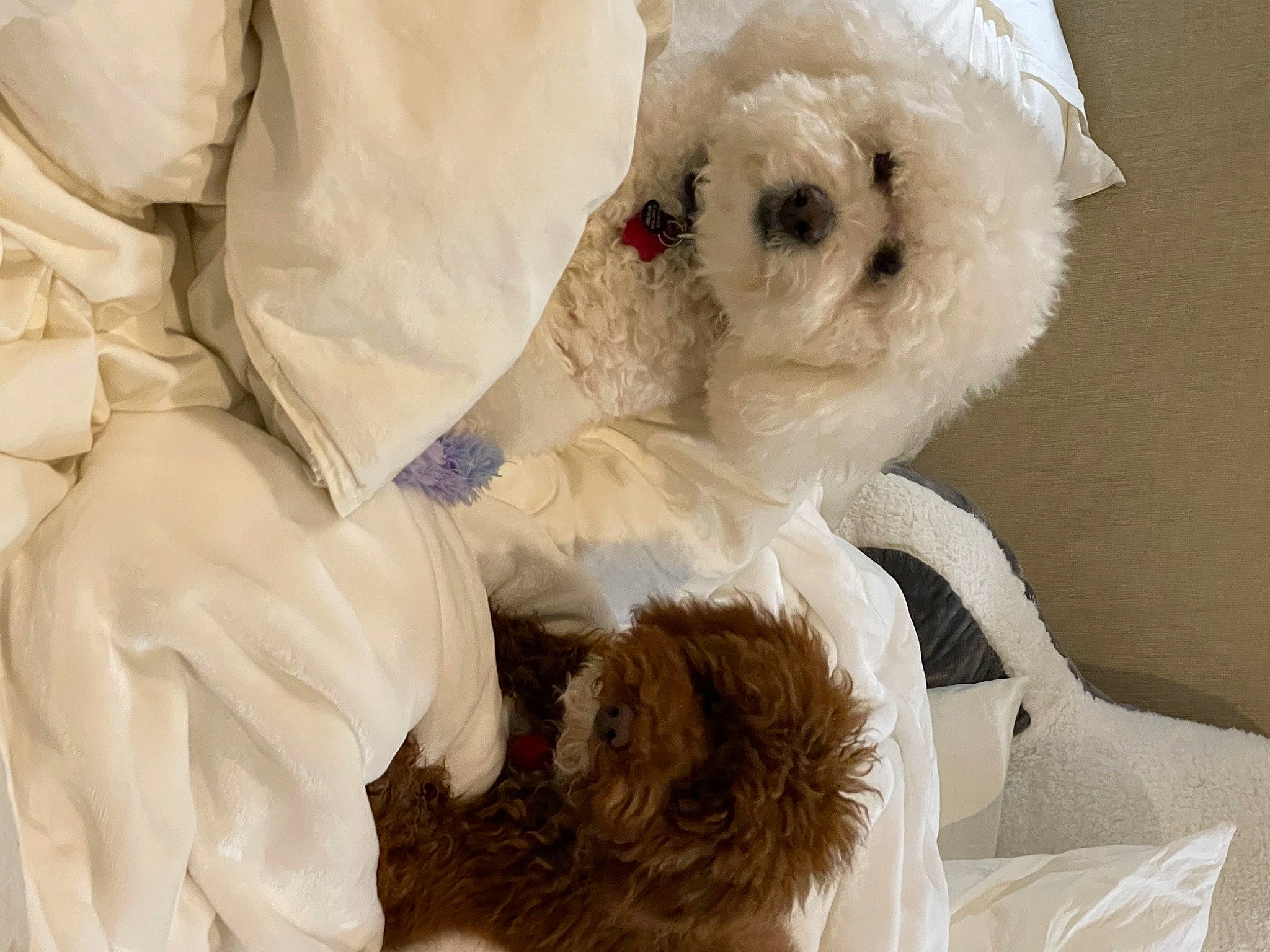 Reggie is registered to the contest to win money with this photo: bow_tie, canidae, carnivore, comfort, companion_dog, dog, dog_breed, dog_supply, fawn, fur, maltepoo, plush, puppy, snout, sporting_group, stuffed_toy, toy, toy_dog, white, working_animal