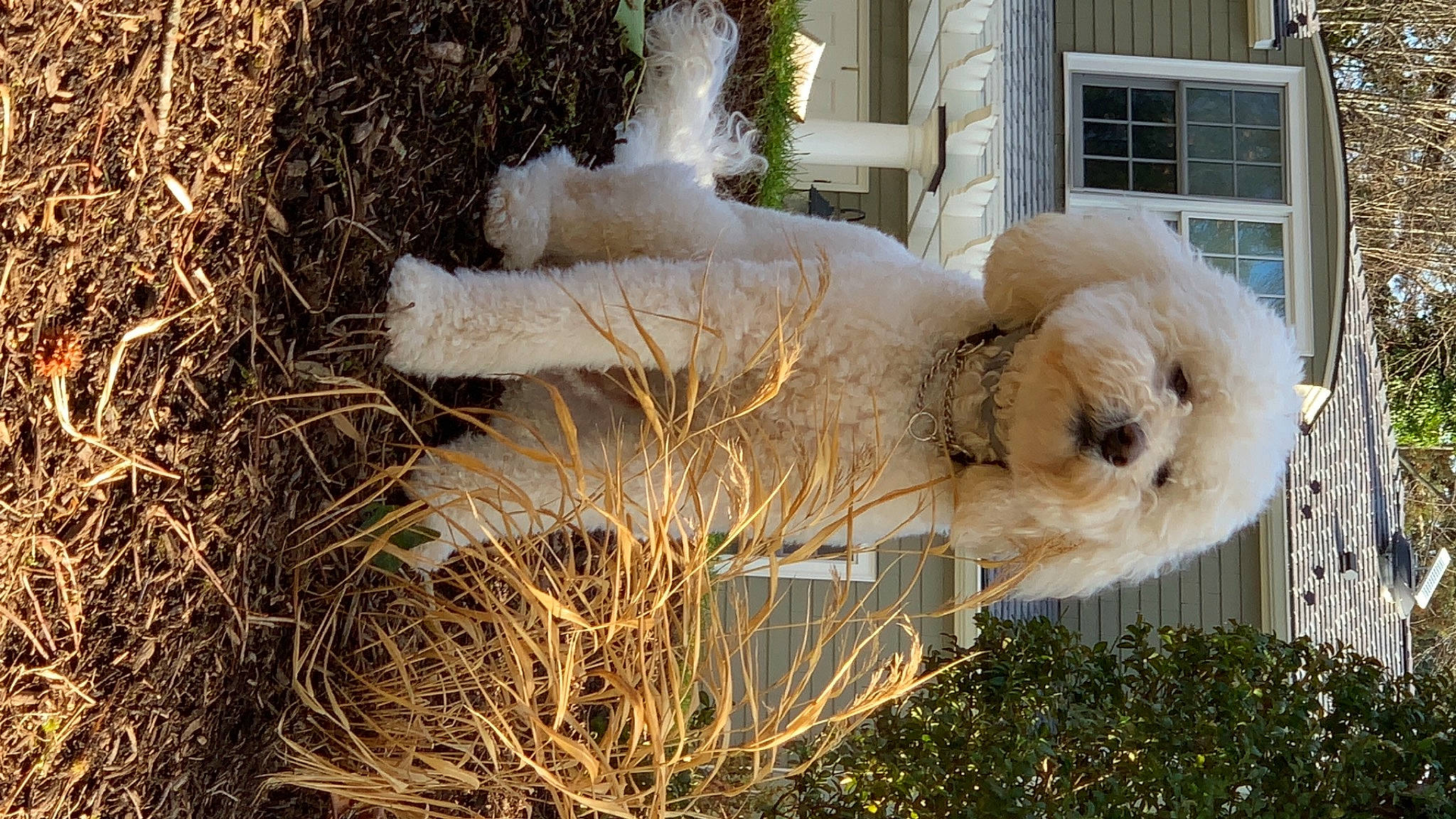 Reggie is registered to the contest to win money with this photo: alpaca, canidae, dog_breed, freezing, fur, grass, hay, landscape, livestock, mammal, plant, sheep, snow, sporting_group, tree, twig, vertebrate, window, winter, wool