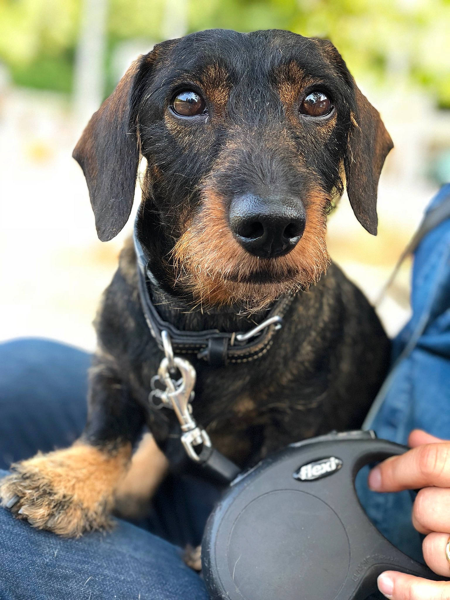 Hermès participe au concours pour gagner de l'argent avec cette photo : canidae, carnivore, collar, companion_dog, dog, dog_breed, dog_collar, dog_supply, fawn, fur, guard_dog, hunting_dog, liver, pet_supply, snout, sporting_group, strap, whiskers, working_animal, working_dog