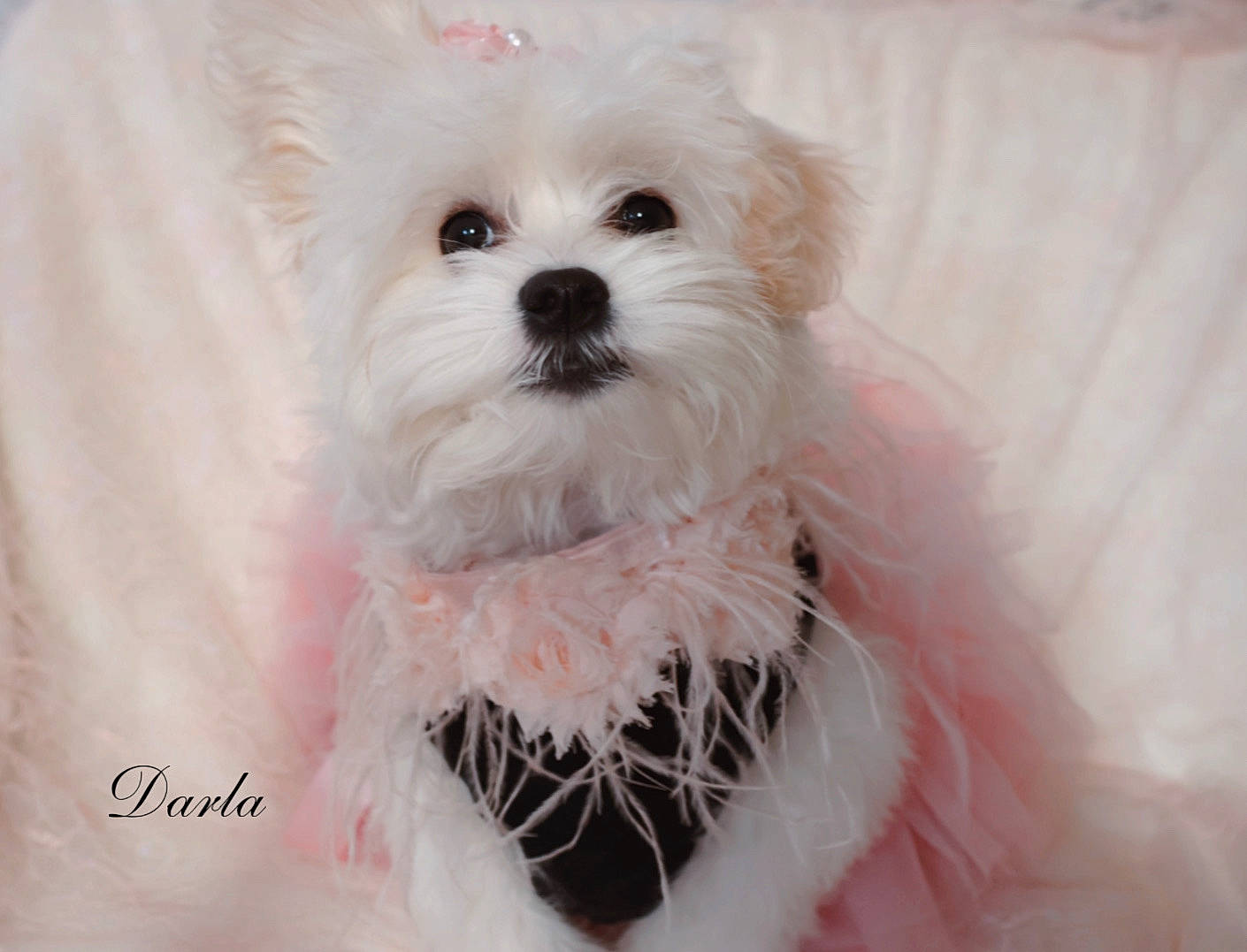 Darla joined the competition — help win amazing prizes! canidae, carnivore, collar, companion_dog, dog, dog_breed, dog_supply, eye, fashion_accessory, fur, happy, head, mal_shi, maltepoo, small_terrier, snout, sporting_group, terrier, toy_dog, working_animal