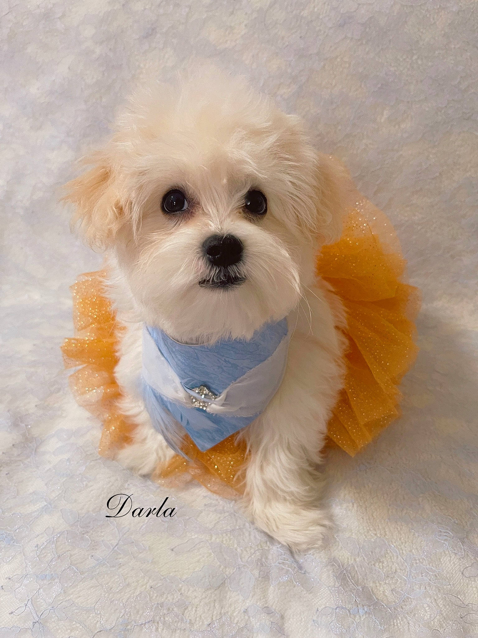 Darla joined the competition — help win amazing prizes! canidae, carnivore, companion_dog, dog, dog_breed, dog_clothes, dog_collar, dog_supply, fur, head, mal_shi, plant, puppy_love, small_terrier, snout, sporting_group, terrier, toy, toy_dog, working_animal