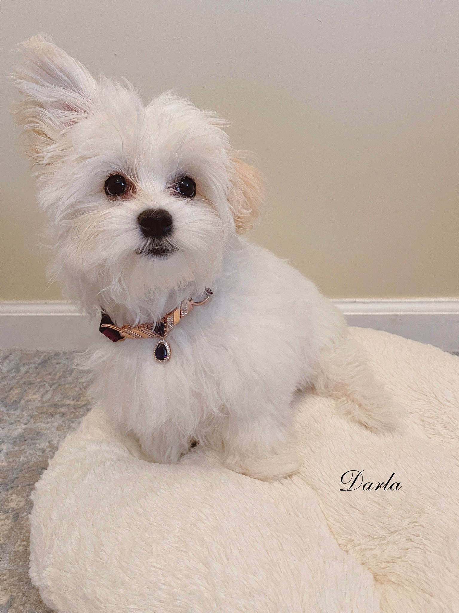Darla is registered to the contest to win money with this photo: canidae, carnivore, collar, companion_dog, dog, dog_breed, dog_collar, dog_supply, fur, maltepoo, non_sporting_group, pet_supply, small_terrier, snout, sporting_group, terrier, toy_dog, working_animal