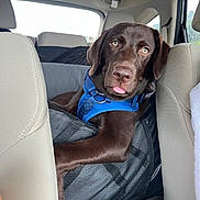 Ozzy Pawsbourne joined the competition — help win amazing prizes! accessories, animal, belt, canine, car, car_interior, carseat, clothing, cushion, dog, headrest, homedecor, hound, labradorretriever, pet, pointer, puppy, transportation, vehicle, vest