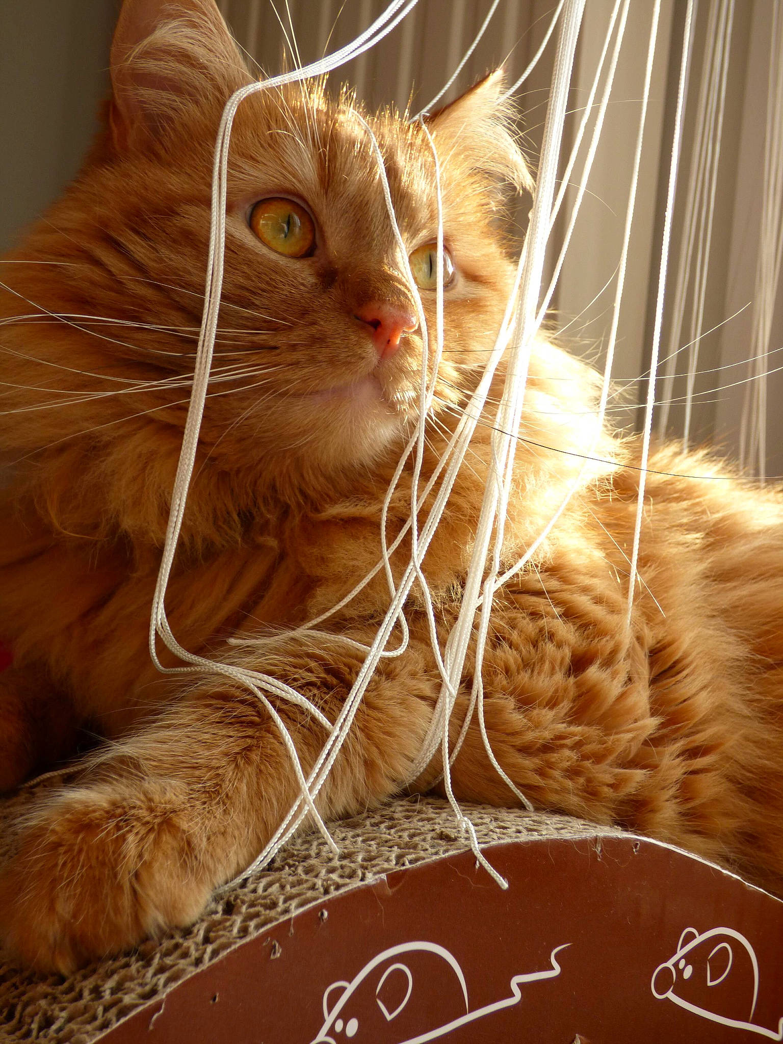 Philo a rejoint le concours — aidez-le/la à gagner de superbes lots ! carnivore, cat, claw, close_up, domestic_short_haired_cat, fawn, felidae, fur, organism, paw, small_to_medium_sized_cats, snout, tail, twig, whiskers, wildlife, wood