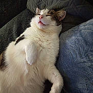 Thao a rejoint le concours — aidez-le/la à gagner de superbes lots ! cat, pet, lying_down, relaxed, fluffy, white, tabby, cushion, pillow, indoor, sleeping, cute, fur, whiskers, paw, tongue_out, cozy, resting, animal, mammal