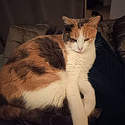 Gaya a rejoint le concours — aidez-le/la à gagner de superbes lots ! cat, calico, pet, animal, feline, indoor, resting, sleepy, fur, whiskers, paws, relaxed, cute, domestic, mammal, closeup, laying, cozy, quiet, companion