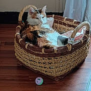 Coco joined the competition — help win amazing prizes! basket, basket_handle, calico_cat, cat, cozy, curtain, cute, ears, feline, hardwood_floor, home_interior, indoor, lounging, pet, pillow, resting, sleepy, toy_ball, whiskers, wicker_basket