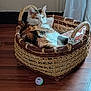 basket, basket_handle, calico_cat, cat, cozy, curtain, cute, ears, feline, hardwood_floor, home_interior, indoor, lounging, pet, pillow, resting, sleepy, toy_ball, whiskers, wicker_basket
