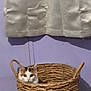 Coco joined the competition — help win amazing prizes! basket_handle, cat, cozy, curtain, domestic_animal, ears, eyes, face, floor_trim, hardwood_floor, home_interior, indoor, orange_and_white_cat, peeking, pet, portrait, purple_wall, rug_edge, whiskers, wicker_basket
