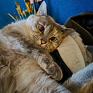 Nadia joined the competition — help win amazing prizes! cat, fluffy, gray, pet, animal, relaxed, indoor, fabric, paintbrush, blue_wall, closeup, whisker, paw, fur, cute, domestic_cat, curious, resting, portrait, soft