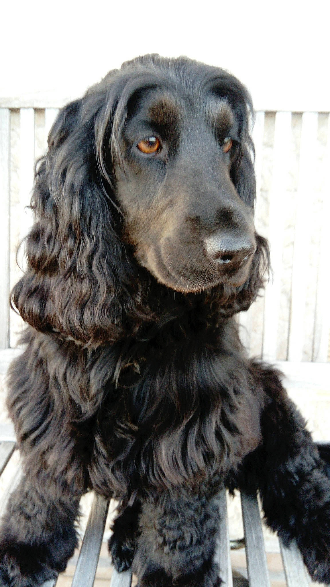 Oprah a rejoint le concours — aidez-le/la à gagner de superbes lots ! canidae, carnivore, cocker_spaniel, companion_dog, dog, dog_breed, fur, gun_dog, hunting_dog, liver, russian_spaniel, snout, spaniel, sporting_group, working_animal