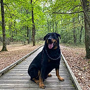 Scorpio a rejoint le concours — aidez-le/la à gagner de superbes lots ! dog, rottweiler, animal, pet, outdoor, forest, trees, wooden_boardwalk, nature, canine, happy, tongue_out, sitting, leash, greenery, leaves, pathway, daylight, mammal, companion