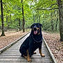 dog, rottweiler, animal, pet, outdoor, forest, trees, wooden_boardwalk, nature, canine, happy, tongue_out, sitting, leash, greenery, leaves, pathway, daylight, mammal, companion