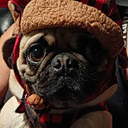 Elliot joined the competition — help win amazing prizes! dog, pug, close_up, hat, red, black, checkered, fur, pet, animal, cute, face, portrait, indoors, cozy, warm, expression, eyes, nose, whiskers