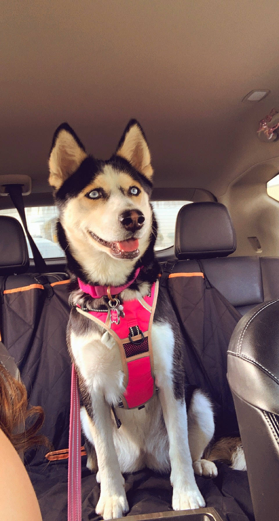 Koda is registered to the contest to win money with this photo: auto_part, canidae, car, carnivore, collar, companion_dog, dog, dog_breed, dog_collar, family_car, fur, head_restraint, leash, siberian_husky, sled_dog, smile, snout, sporting_group, working_animal, working_dog