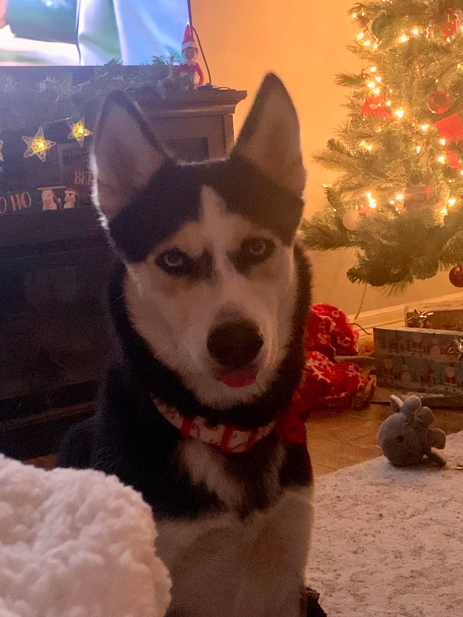 Koda is registered to the contest to win money with this photo: carnivore, christmas_decoration, christmas_ornament, christmas_tree, companion_dog, conifer, dog, dog_breed, event, fur, herding_dog, holiday, holiday_ornament, light, ornament, sporting_group, tree, whiskers, white, window