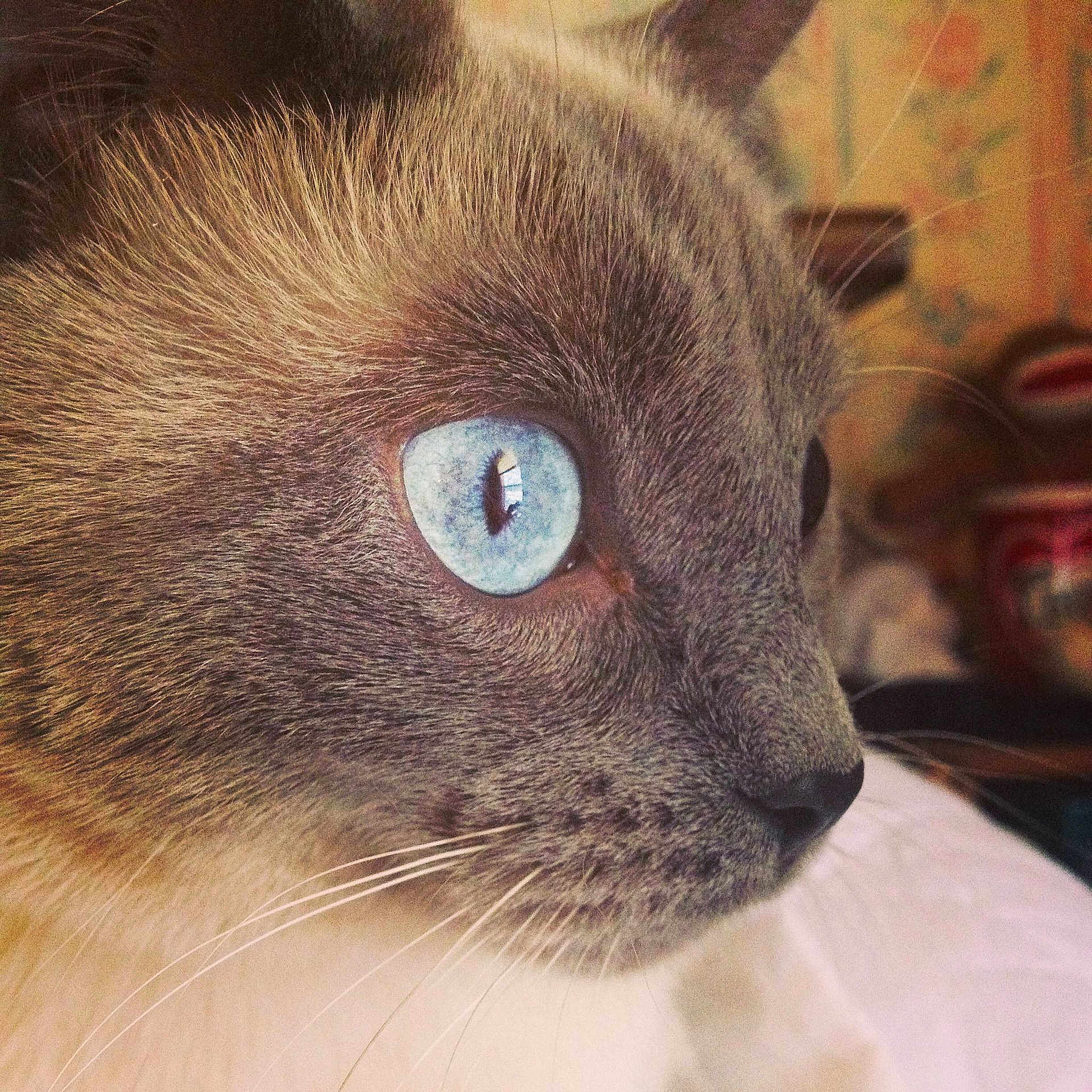Callisto