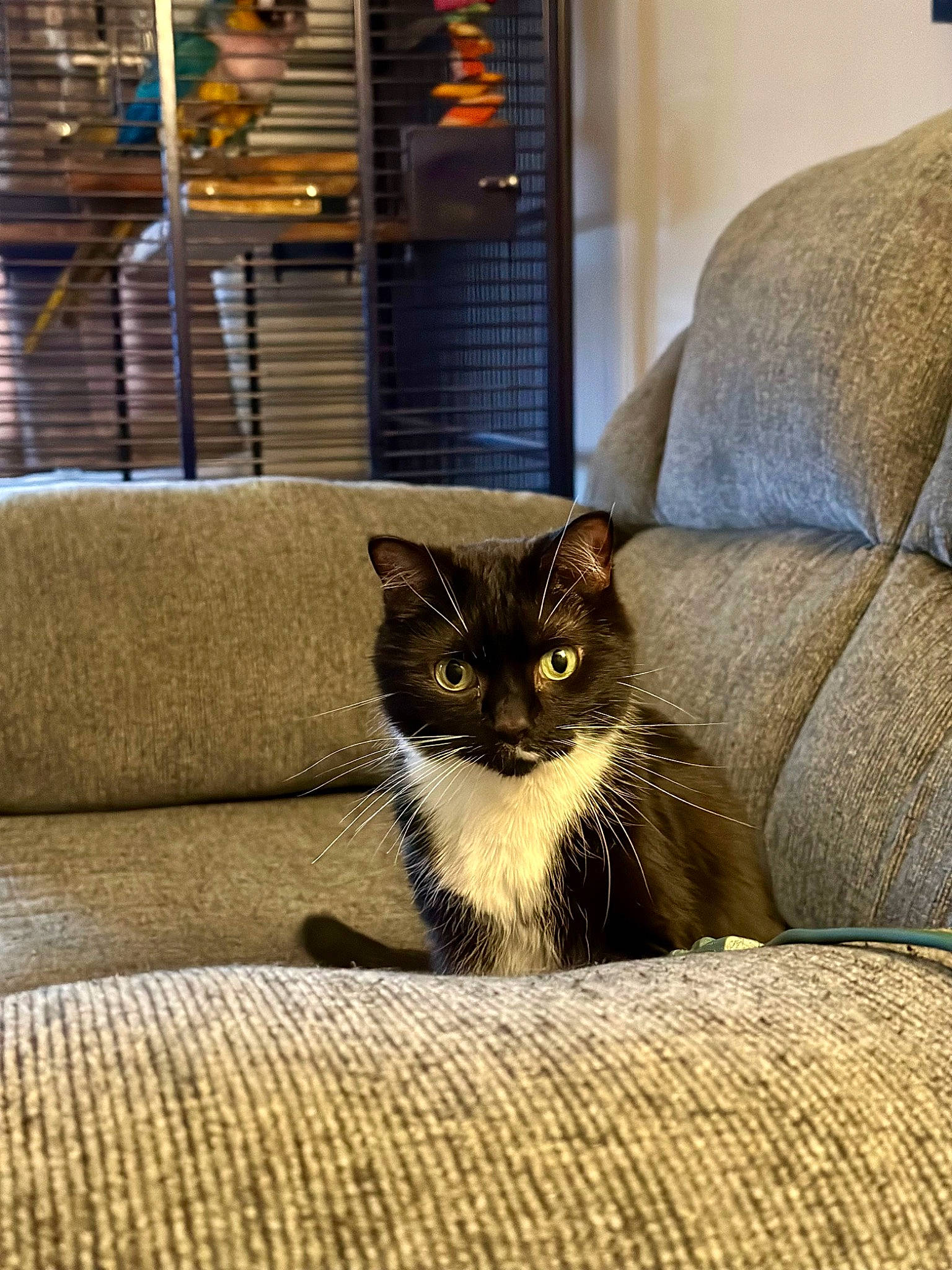 Jinx joined the competition — help win amazing prizes! carnivore, cat, comfort, domestic_short_haired_cat, fawn, felidae, flooring, fur, grey, hardwood, linens, sitting, small_to_medium_sized_cats, snout, tail, terrestrial_animal, whiskers, window, window_blind, wood