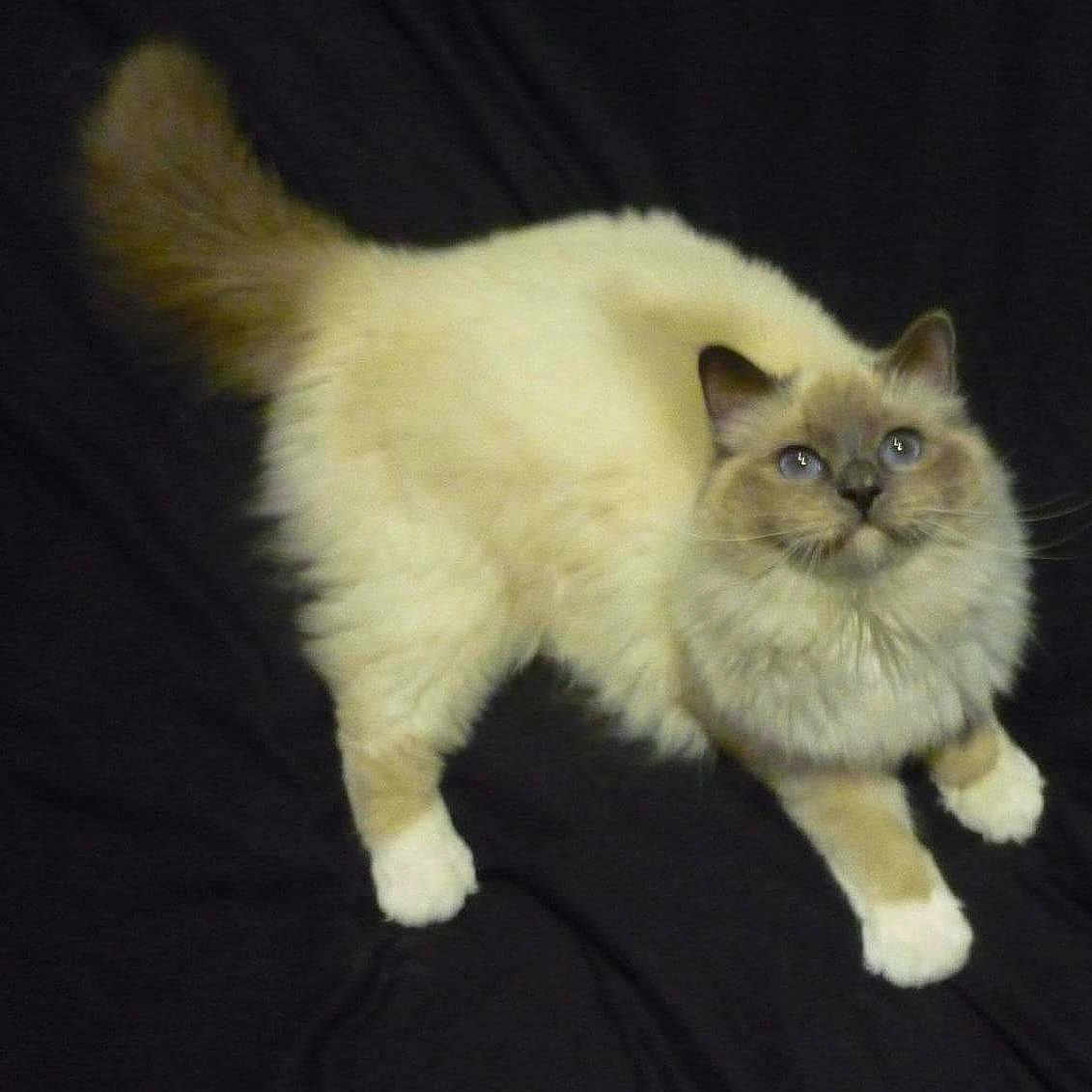 Féerie