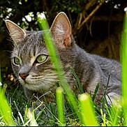 Kairi a rejoint le concours — aidez-le/la à gagner de superbes lots ! alert, animal, background_blur, cat, close_up, crouching, daylight, ears, feline, focus, grass, green_eyes, grey_tabby, mammal, nature, outdoor, plant, predator, whiskers, wildlife