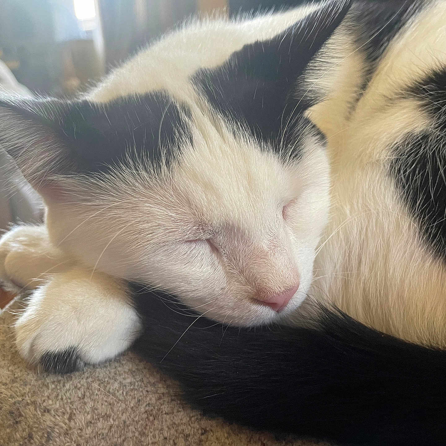 Oddy joined the competition — help win amazing prizes! abyssinian, angora, animal, armchair, blanket, cat, chair, couch, electronics, furniture, hardware, indoors, kitten, manx, person, pet, siamese, sleeping, snout