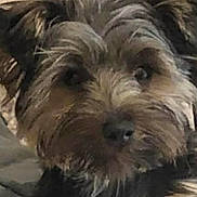 Milie a rejoint le concours — aidez-le/la à gagner de superbes lots ! dog, small_dog, fluffy, scruffy_fur, pet, animal, cute, close_up, portrait, looking, curious, indoor, furry, mammal, companion, face, fur, domestic_animal, canine, friend