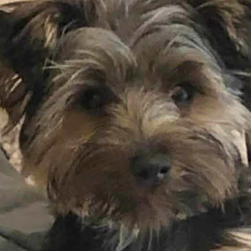 Milie a rejoint le concours — aidez-le/la à gagner de superbes lots ! dog, small_dog, fluffy, scruffy_fur, pet, animal, cute, close_up, portrait, looking, curious, indoor, furry, mammal, companion, face, fur, domestic_animal, canine, friend