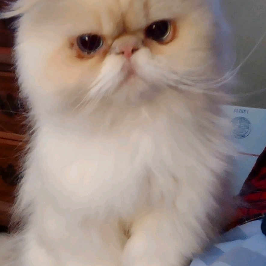 Mad Max joined the competition — help win amazing prizes! animal, cat, closeup, cute, domestic_animal, ears, expression, face, feline, fluffy, fur, furniture, household, indoor, persian_cat, pet, portrait, sitting, whiskers, white_cat